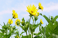 Die Durchwachsene Silphi sieht der Sonnenblume sehr ähnlich
